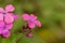 the very nice flowering colored little flower in my garden in the sunshine