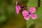 the very nice flowering colored little flower in my garden in the sunshine