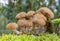 A very nice group of Armillaria Gallica Bulbous Honey Fungus, between moss, Zoetermeer, the netherlands