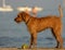 Very nice half-breed who plays on the beach bathing willingly to retrieve his ball, from wet he looks very thin.