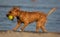 Very nice half-breed who plays on the beach bathing willingly to retrieve his ball, from wet he looks very thin.