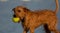 Very nice half-breed who plays on the beach bathing willingly to retrieve his ball, from wet he looks very thin.