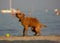 Very nice half-breed who plays on the beach bathing willingly to retrieve his ball, from wet he looks very thin.