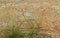 Very nice horizontal frame of cracked rock with green grass texture natural background.