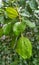 Very nice leaves drenched in rain water, looks fresh green with water droplets.