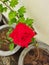 VERY NICE ROSE FLOWAR PLANT