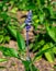 Very nice Salvia farinacea flower detail Medical and aromatic plant