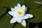 Very nice water lily, white flower