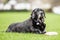 Very old Black Labrador lying on the grass near a flying disc