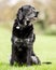 Very old Black Labrador portrait sitting on grass looking to the side