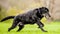 Very old Black Labrador running over grass with mouth open