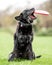 Very old Black Labrador trying to catch a red flying disk