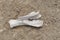 Very old bone remains, fossilized bones,