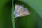 Very old common blue butterfly (Polyommatus icarus) with damaged wings resting on a leaf of grass