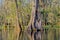 Very Old Cypress Tree in Lake Martin Louisiana Swamp