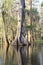 Very Old Cypress Tree in Lake Martin Louisiana Swamp