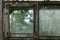 Very Old, Dirty and Dusty Greenhouse Window Background Surface with Visible Tomato Plants from it