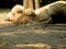 A very old Dromedary Arabian camel resting at a national park