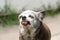 very old grey-haired cute dog of chihuahua breed