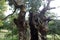 Very Old Hollow Oaktree