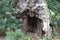 Very Old Hollow Oaktree