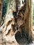 Very old hollow tree