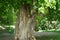 Very old hollowed out tree that still hasn`t died photographed in spring