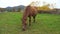 Very old little brown pony eats grass in the horse farm paddock. The last green stalks