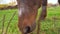 Very old little brown pony eats grass in the horse farm paddock. The last green stalks