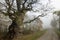 Very old oak from borlinghausen in november fog