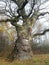 Very old oak from borlinghausen in november fog