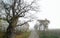 Very old oak from borlinghausen in november fog