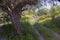 very old olive tree and flowers in garden in greek village of kardemilla on peloponnese