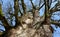 A very old specimen of a mountain maple does not hug 8 guys, nor do two little boys hold hands around the trunk. Snow bare tree br