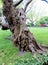 Very old textured artsy thick half-dry tree in a london park