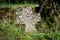 Very old tombstone made of red sandstone overgrown with grass and weeds