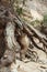 A very old tree root in a narrow canyon on Kasha-Katuwe/Tent Rocks National Monument