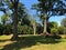 Very old trees in Royal Botanic King Gardens, Kandy ,Sri Lanka