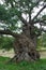 Very Old Twisted Oaktree