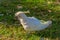 Very old white Cuckatoo in a beachside park at Lorne, Australia