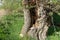 very old willow tree, carved old willow tree, tree hollow
