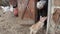 A very old woman with gray hair is playing with a little goat on the threshold of the barn