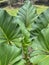 Very perfect taro leaves live well