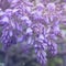 Very peri color mood in spring: Blossoms of wisteria on twigs in spring. Pink blooming Wisteria sinensis tree in early spring.