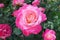 Very pink but beautiful rose, royal garden