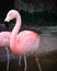 A very pink flamingo