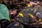 Very poisonous little yellow golden dart frog sitting on the ground in Copenhagen Aquarium rainforest. Dangerous animals in