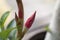 Very pretty adenium bud close up in the sunshine