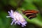 Very pretty butterfly on purple flower