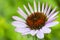 very pretty colored echinacea garden flower in my pond from close